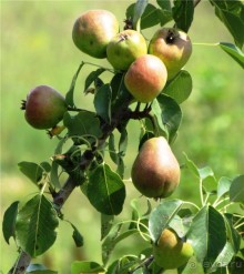 Альбом отзыва "Сквозь волшебное кольцо"