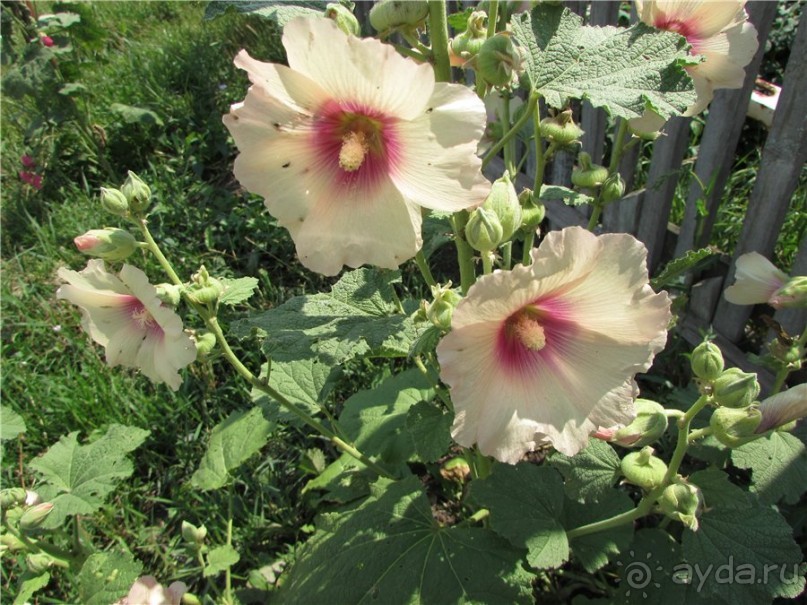 Сквозь волшебное кольцо