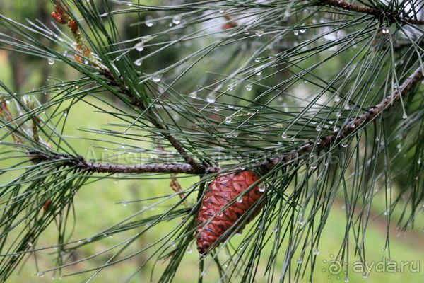 Отдых в Абхазии, г. Гагры, отель Сан-Марина.