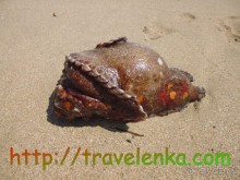 Пляж Упувели. Самостоятельное путешествие по Шри-Ланке