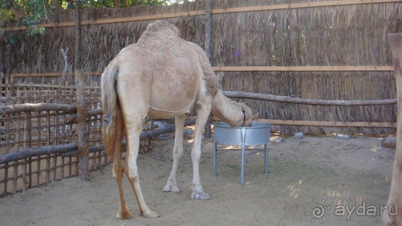 Музей национального быта. ОАЭ