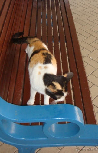 Как живется в ОАЭ? Мои наблюдения