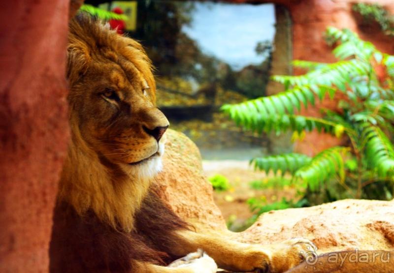 Зоопарк Ганновера