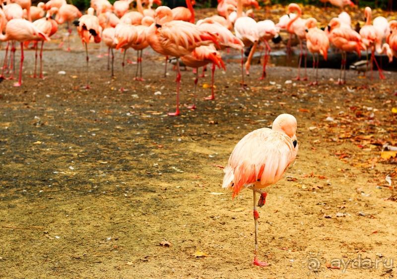 Зоопарк Ганновера