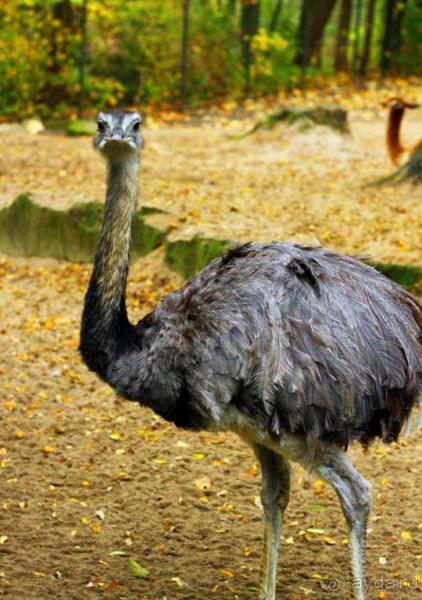 Зоопарк Ганновера