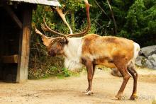 Зоопарк Ганновера