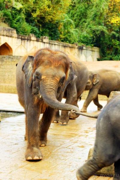 Зоопарк Ганновера