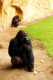 Зоопарк Ганновера