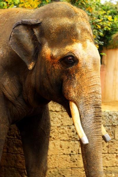 Зоопарк Ганновера