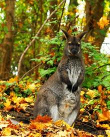 Зоопарк Ганновера