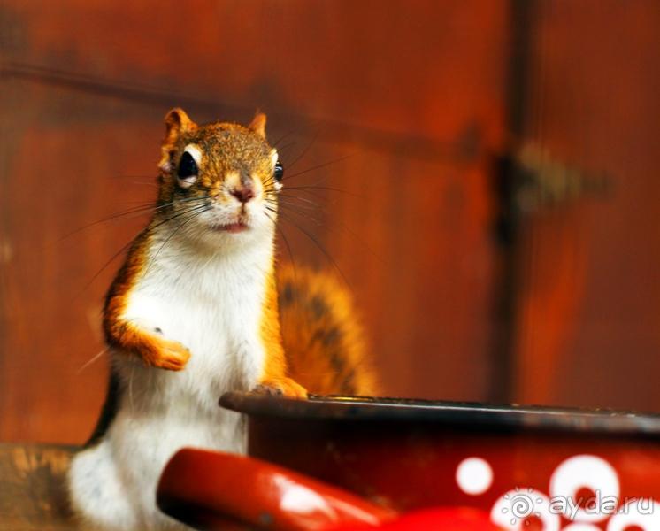 Зоопарк Ганновера