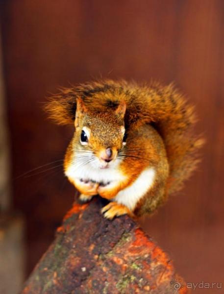 Зоопарк Ганновера