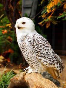 Зоопарк Ганновера