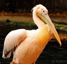 Зоопарк Ганновера