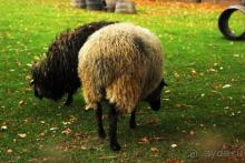 Зоопарк Ганновера