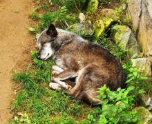 Зоопарк Ганновера