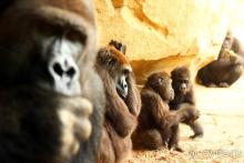 Альбом отзыва "Зоопарк Ганновера"