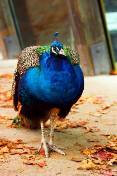 Зоопарк Ганновера