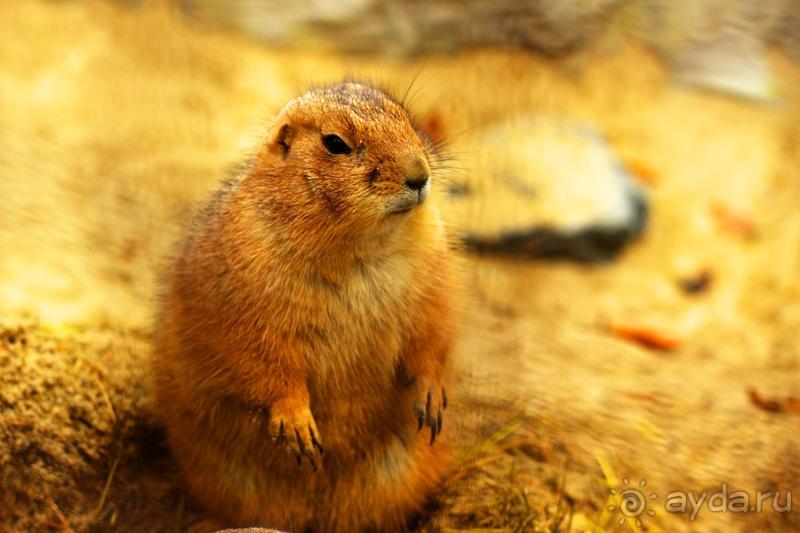 Зоопарк Ганновера