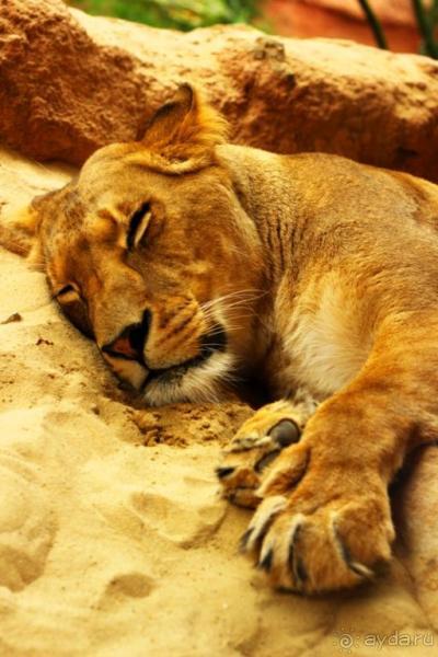 Зоопарк Ганновера