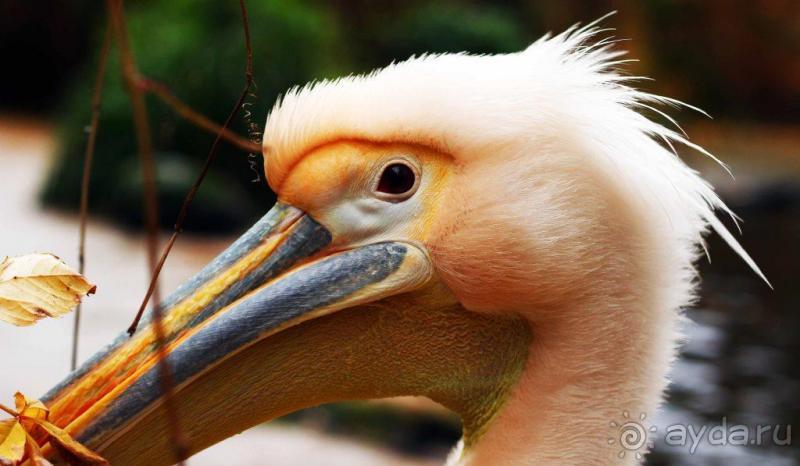 Зоопарк Ганновера