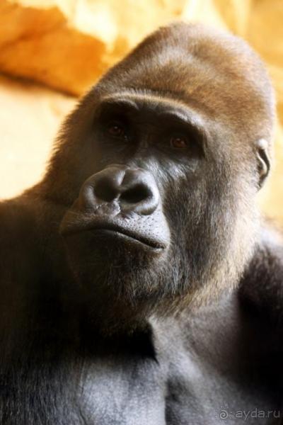 Зоопарк Ганновера