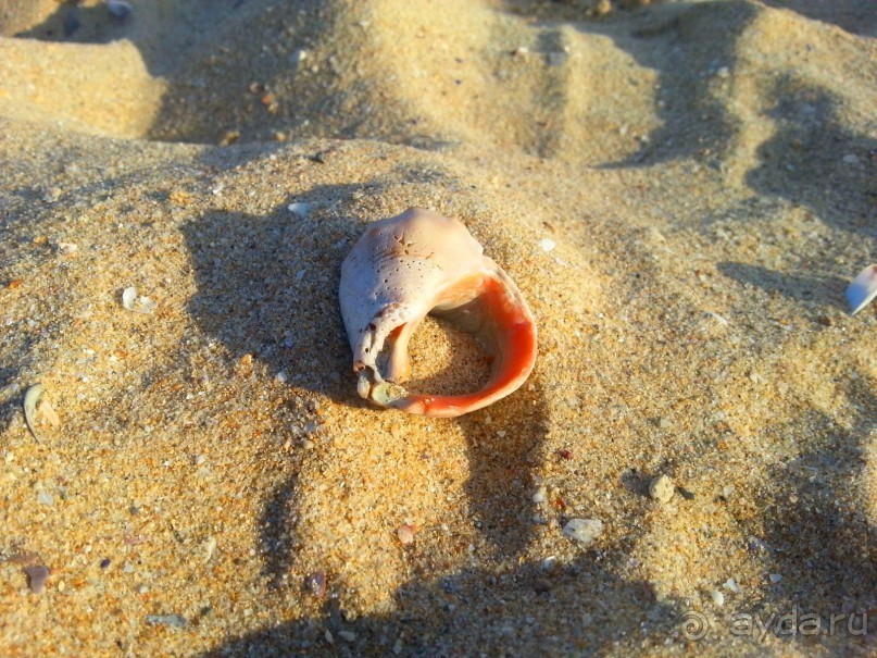 фото Elenis Studio