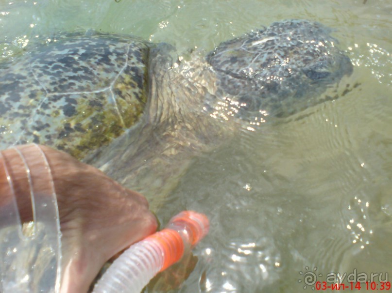 экзотика под настроение