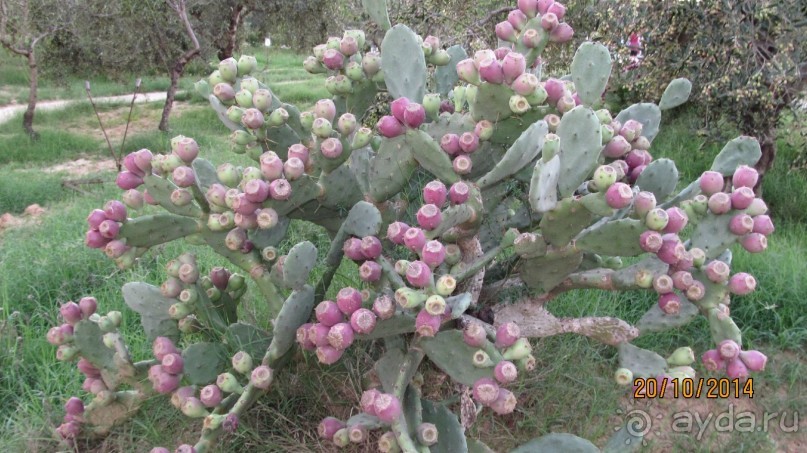 Шопинг по тунисски 2