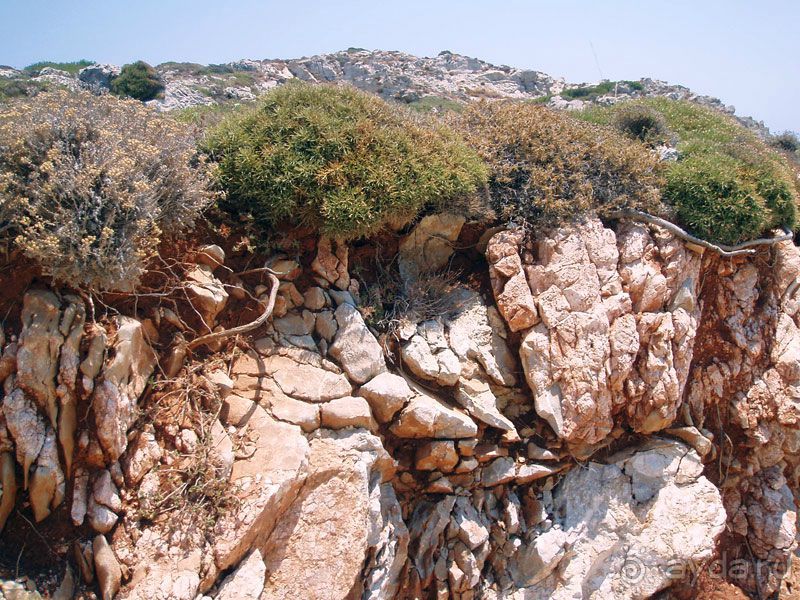 Неизведанный Сими