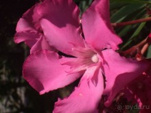 . сутоморе-это море ,климат, погода,видовые балконы,еда,славянская речь 