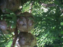 . сутоморе-это море ,климат, погода,видовые балконы,еда,славянская речь 