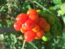 . сутоморе-это море ,климат, погода,видовые балконы,еда,славянская речь 