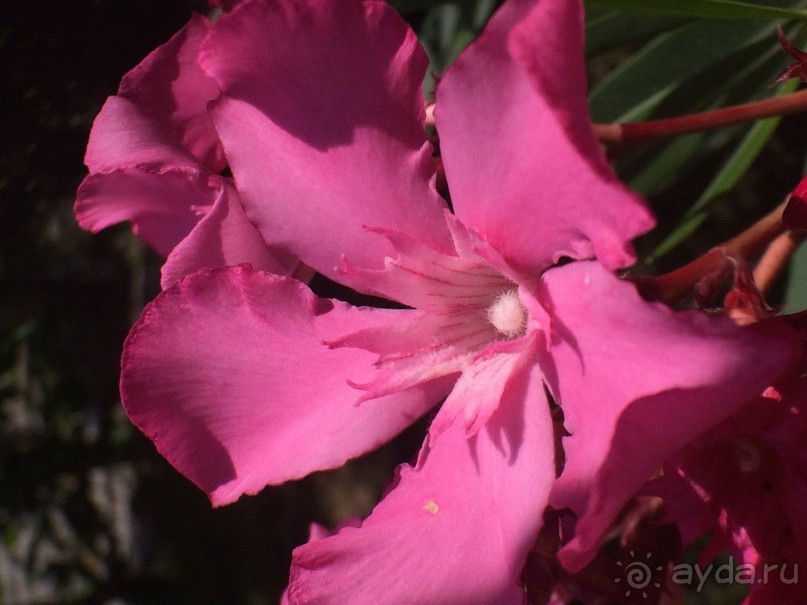 . сутоморе-это море ,климат, погода,видовые балконы,еда,славянская речь 