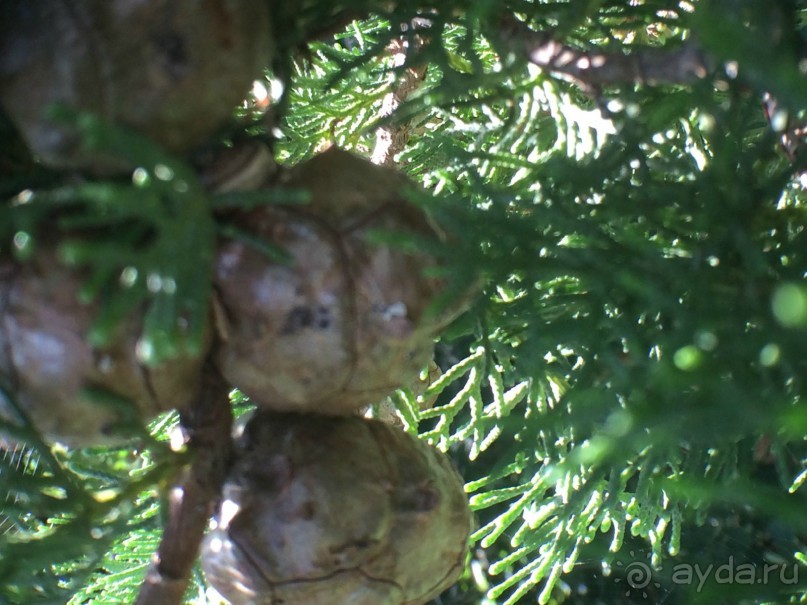 . сутоморе-это море ,климат, погода,видовые балконы,еда,славянская речь 