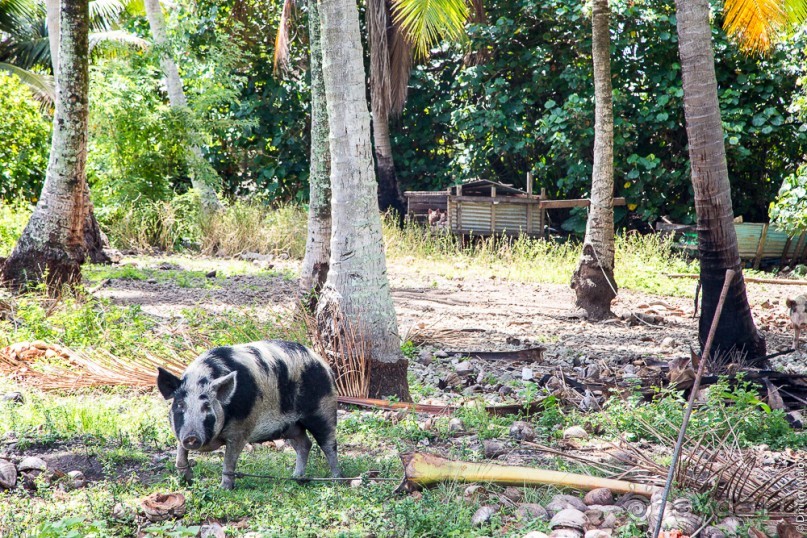 Альбом отзыва "Раротонга, Острова Кука (2/3)"