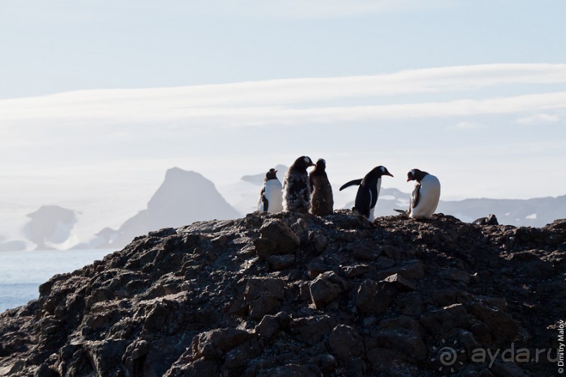 Антарктида: Пингвины!