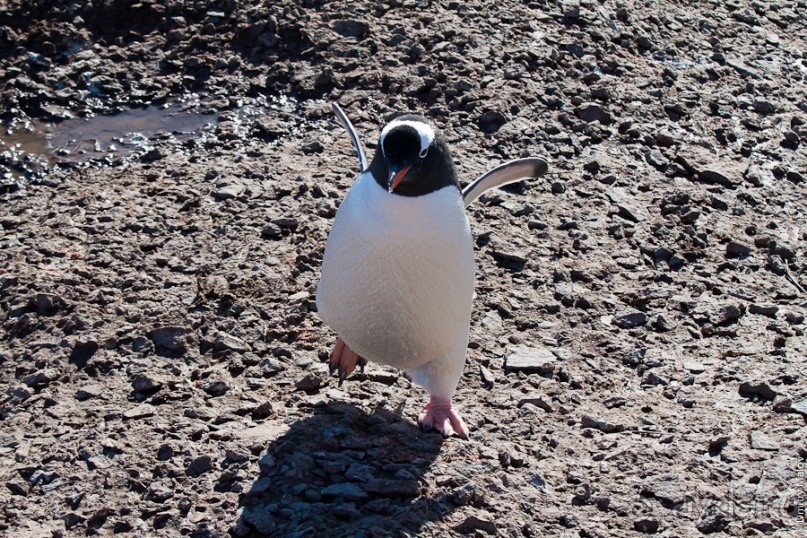 Антарктида: Пингвины!