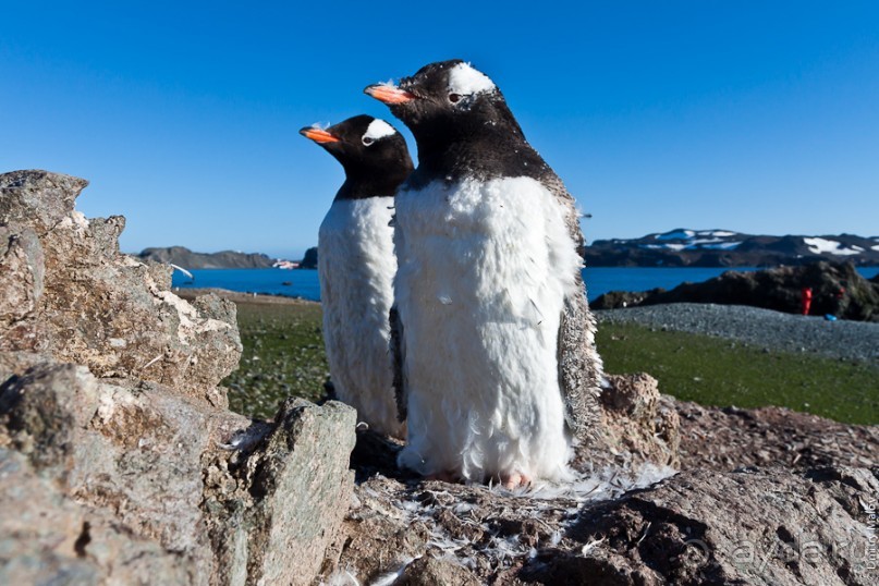 Антарктида: Пингвины!