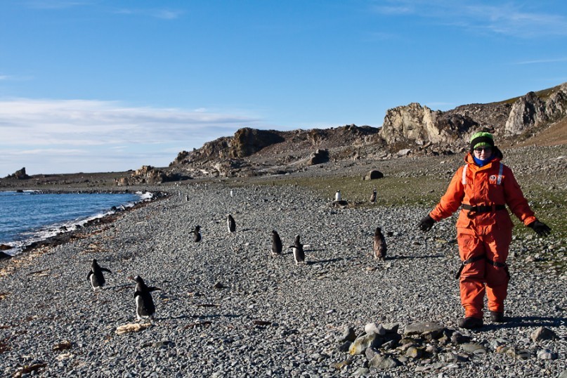 Антарктида: Пингвины!