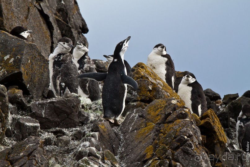 Антарктида: Пингвины!