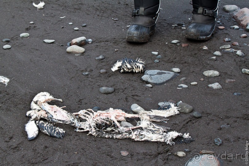 Антарктида: Пингвины!