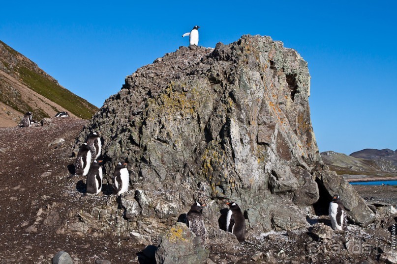 Антарктида: Пингвины!