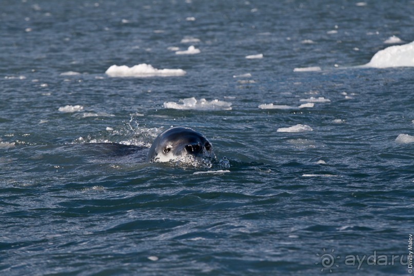 Антарктида: Пингвины!