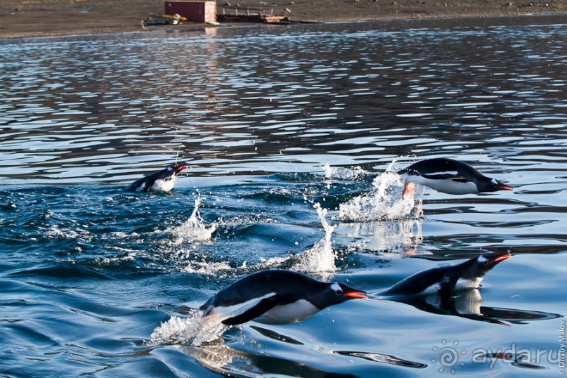 Антарктида: Пингвины!