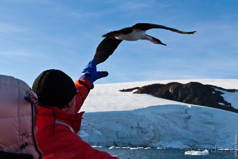 Антарктида: Пингвины!