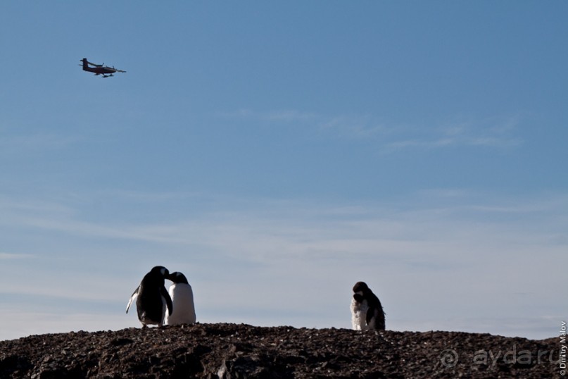 Антарктида: Пингвины!