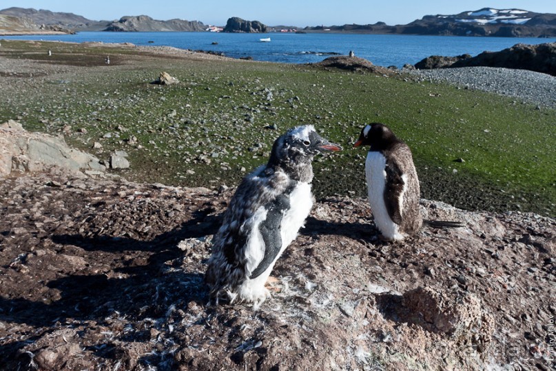 Антарктида: Пингвины!