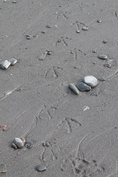 Антарктида: Пингвины!