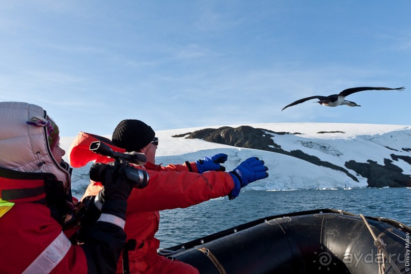 Антарктида: Пингвины!